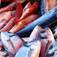 Neueste Erkenntnisse: Omega 3 Fettsäuren können schädlich sein